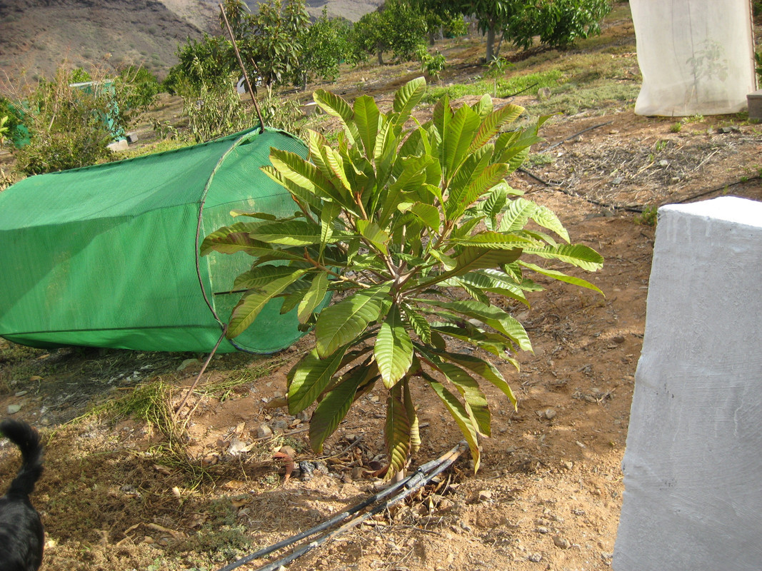 IMG_9241 Pouteria sapota