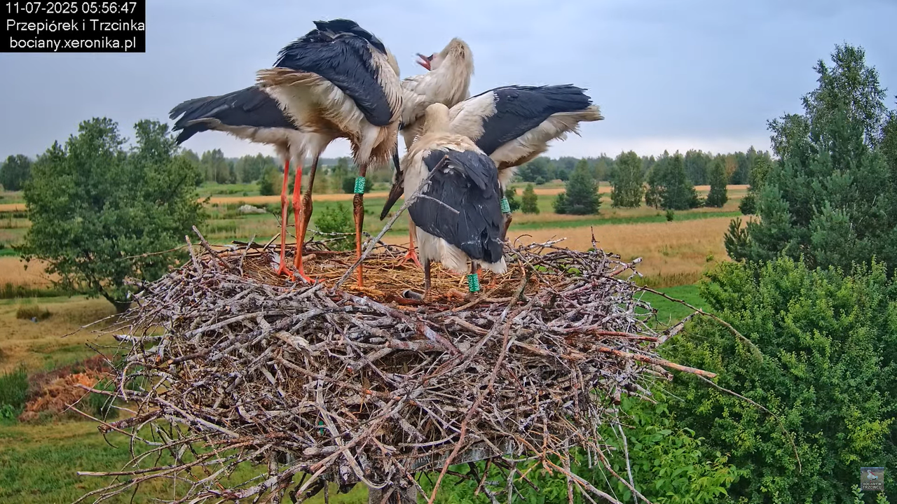 11072025bociany11