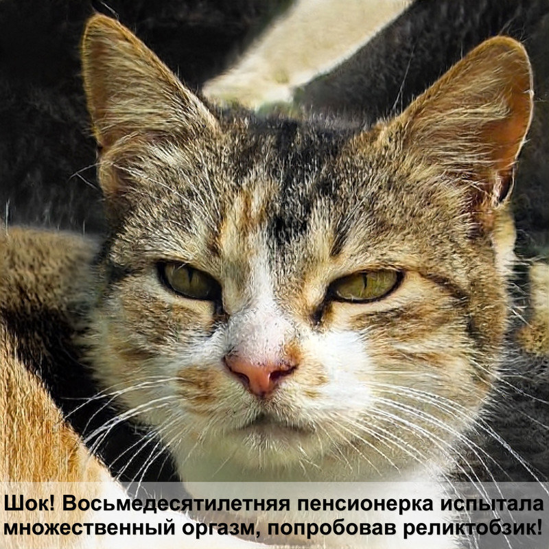 шотландцы лилового окраса