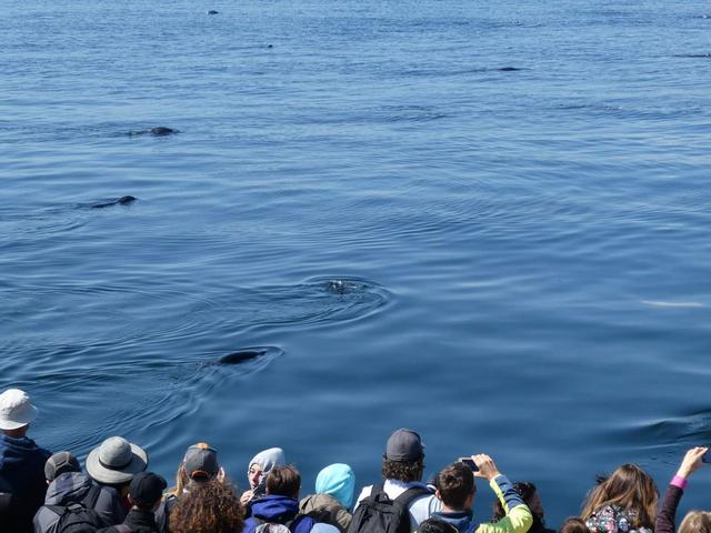 Avistamiento de ballenas, Fiordo de Saguenay y Desbiens - DOS SEMANAS EN EL ESTE DE CANADÁ (ONTARIO Y QUÉBEC) (2)