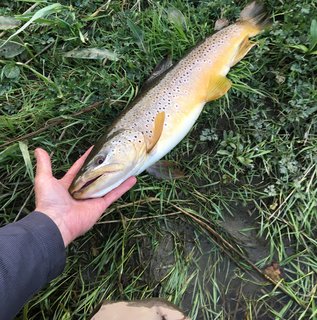 may 5 2020 trout brook closeup 2