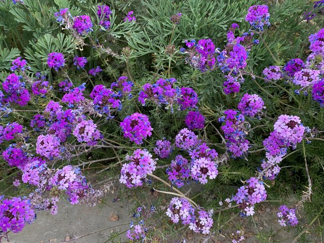 [Image: A934-D4-FA-5-CF0-4-E6-D-8-E5-F-29145-DD09892.jpg]