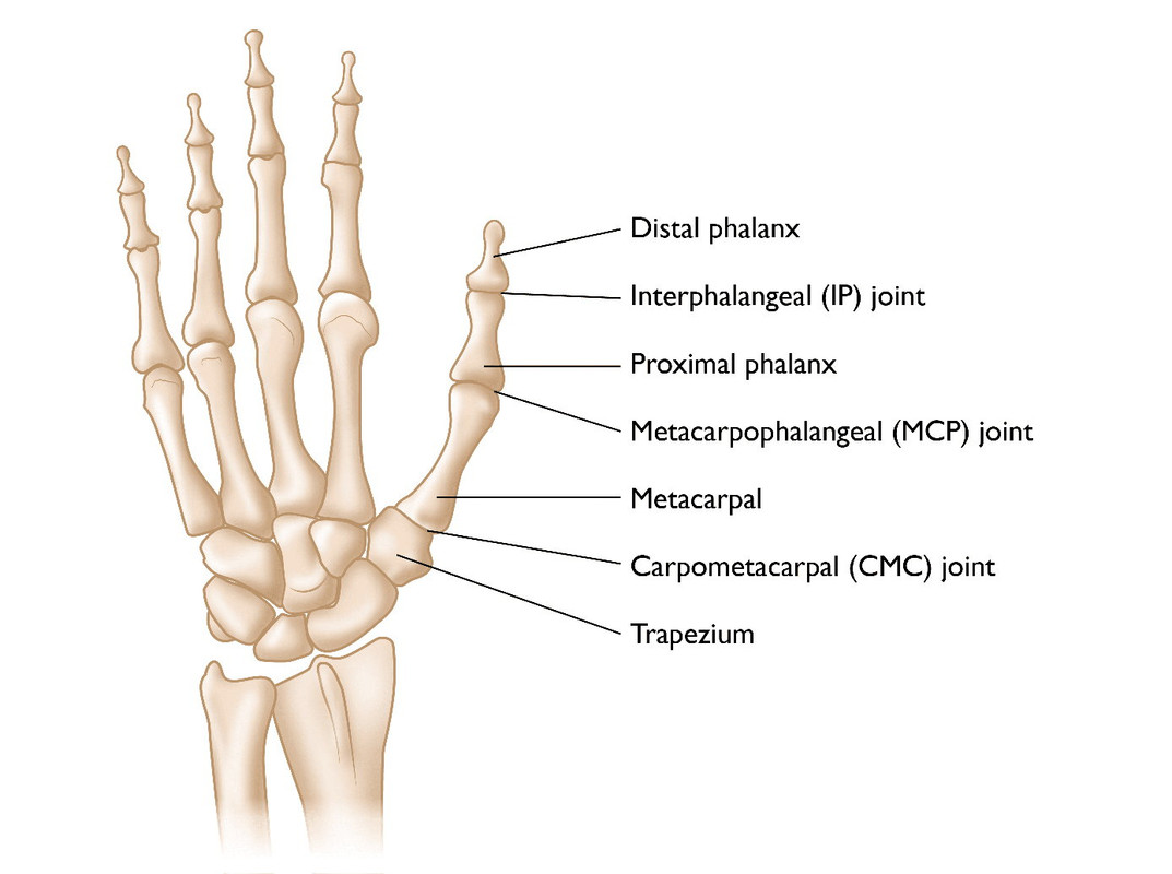 hand bones