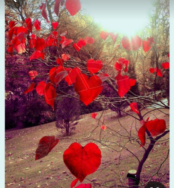 Screenshot_20240210_224924_Pinterest