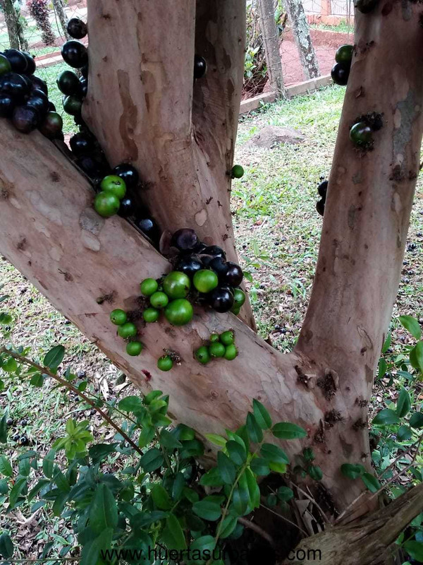 huertasurbanas_com_20191010_093129Eldorado_gota-0