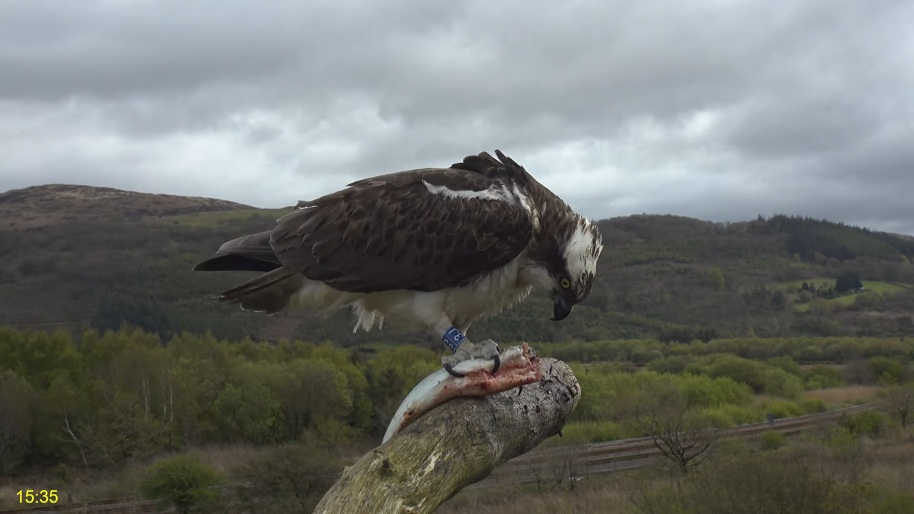 🦅 Dyfi Osprey projekts (VELSA)_ 2024. GADA TIEŠRAIDE 4K kvalitātē 🦅 8-38-22 screenshot