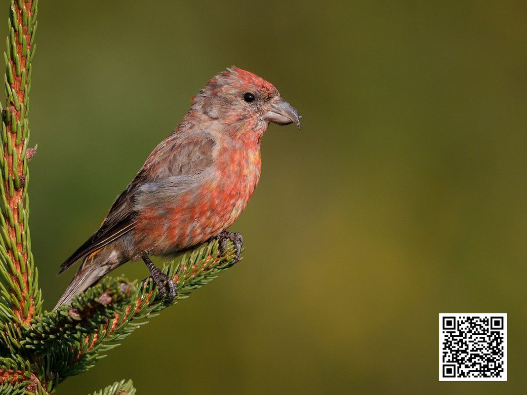 The Impact of Forest Fires on Common Crossbill Habitats