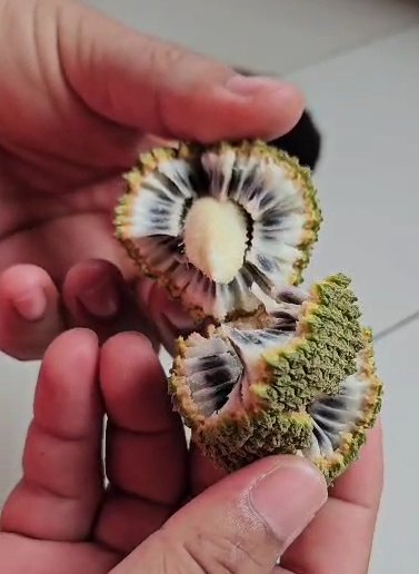 Annona Paludosa abierta1