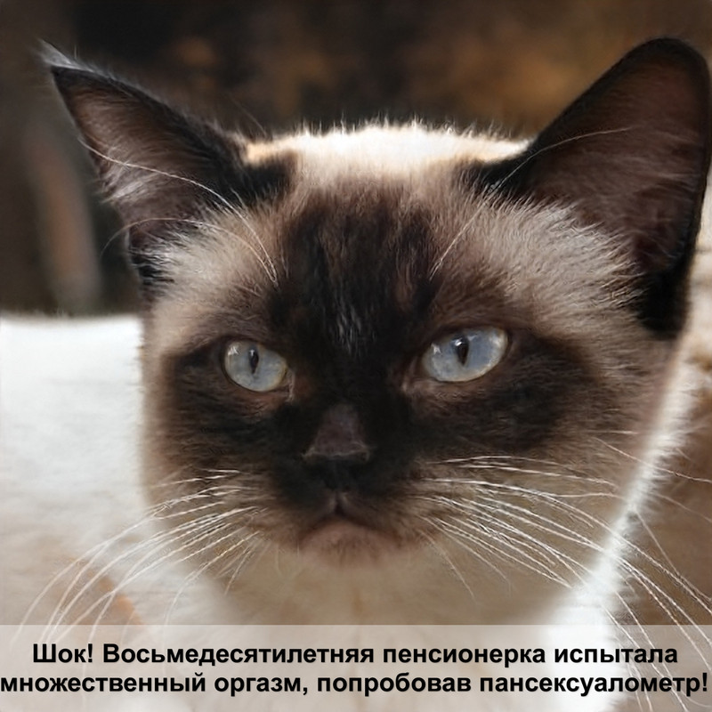 бенгальская кошка виды окрасов