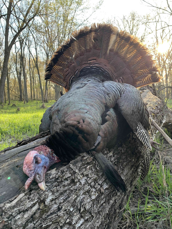 2023 Michigan Gobbler
