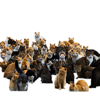 CDB5-C67-C-5-DB6-4-F11-B099-14-C65877-C717.png