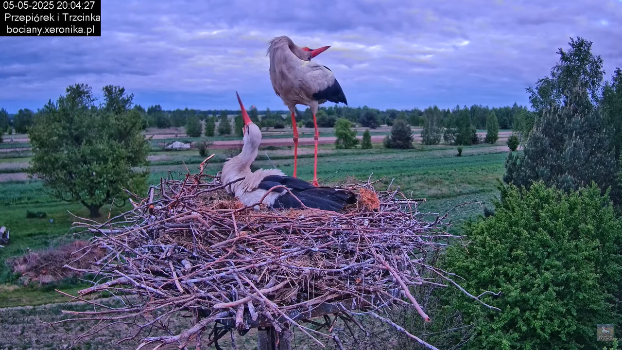 05052025bociany20