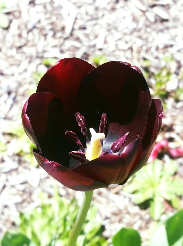 [Image: tulp.jpg]