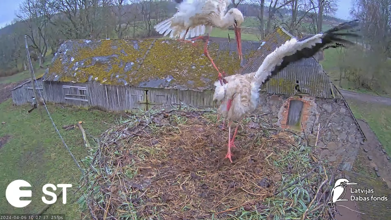 Baltie stārķi (Ciconia ciconia) Tukuma novadā - LDF tiešraide __ White storks in Tukums, Latvia 13-8