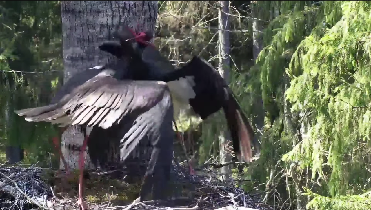 Ekrānuzņēmums 2025-05-13 135056