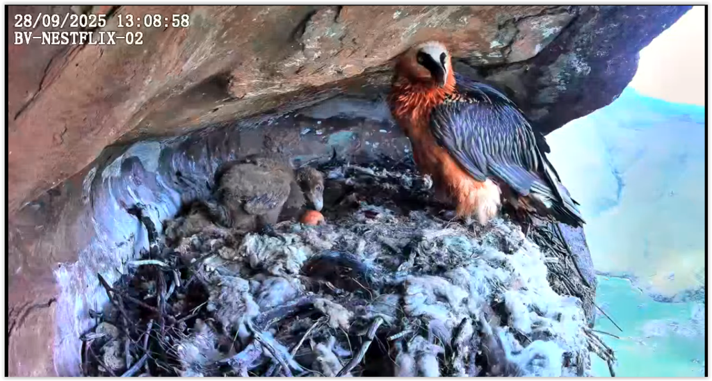 Screen Shot 09-28-25 at 11.52 PM