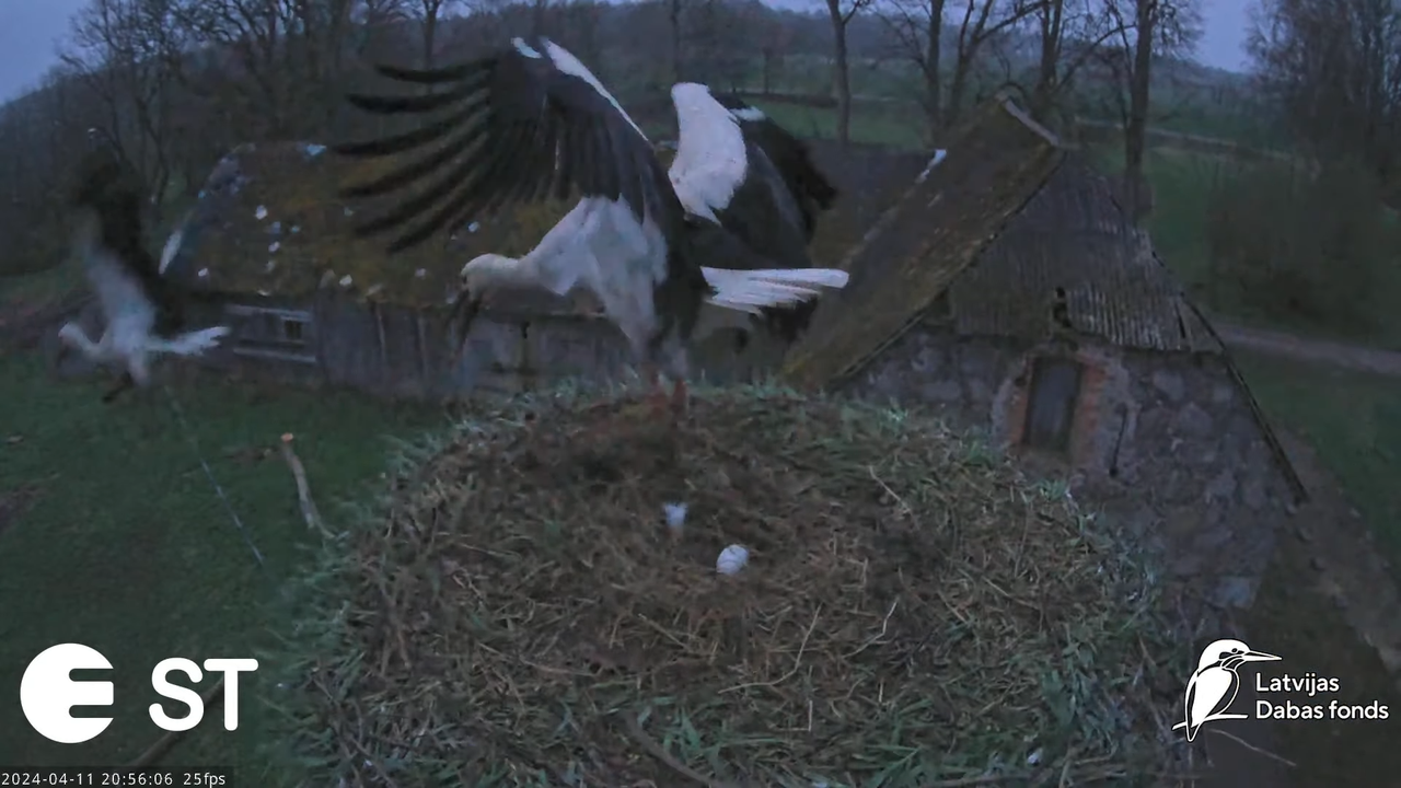 Baltie stārķi (Ciconia ciconia) Tukuma novadā - LDF tiešraide __ White storks in Tukums, Latvia 13-1