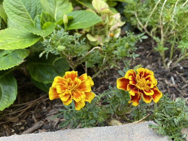 [Image: 6799-F7-E2-F62-A-4-B1-C-9-BC4-8-F39-A13-DEF3-F.jpg]