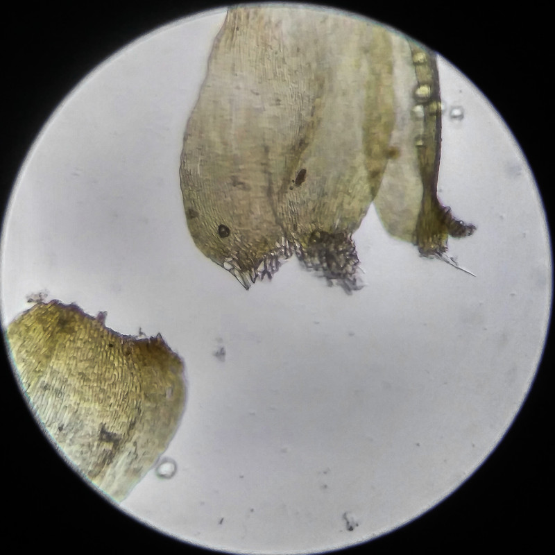 IMG 20250614 210102 HDR