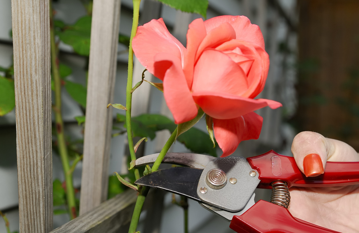 Consejos para podar tus rosales como todo un jardinero experto