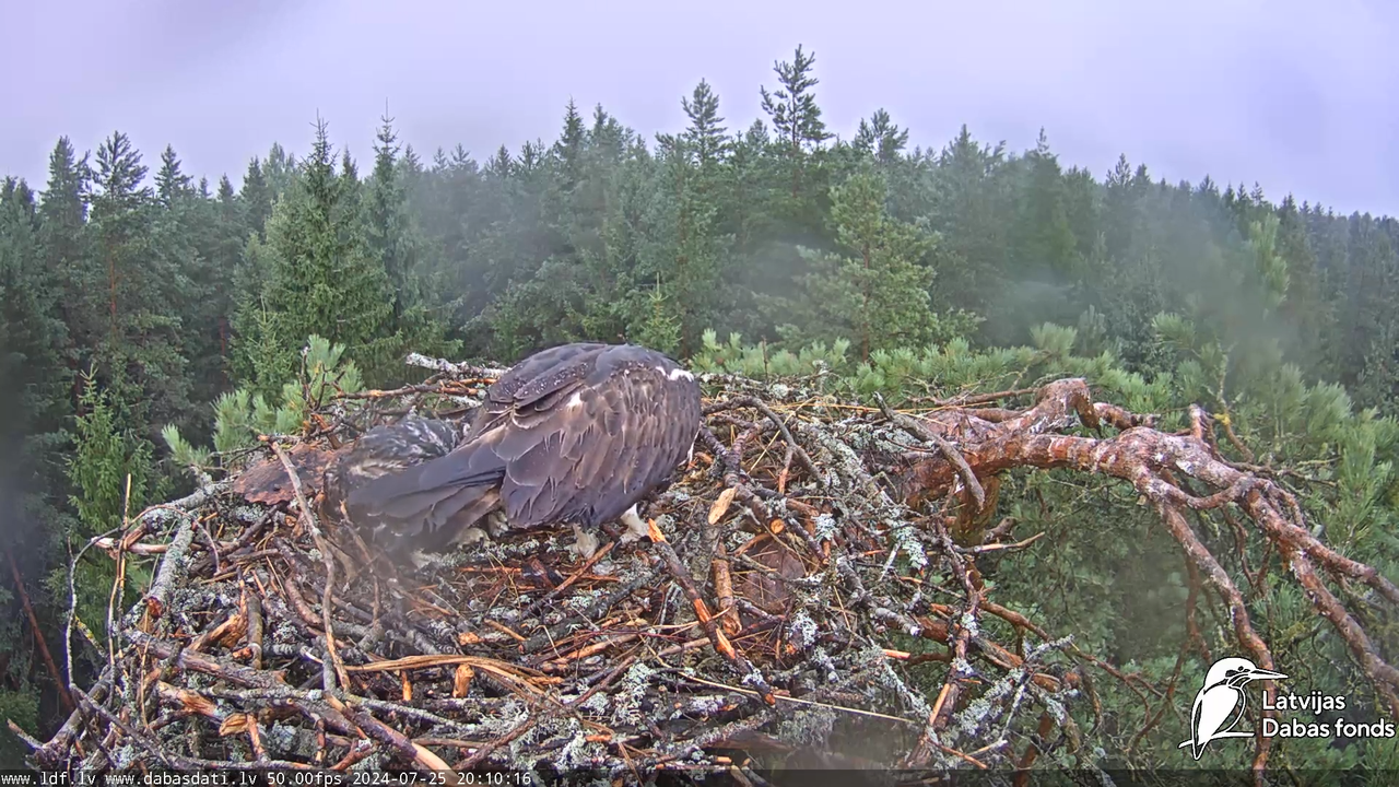 Zivju ērglis (Pandion haliaetus) Kurzemē - LDF tiešraide 15-22-16 screenshot