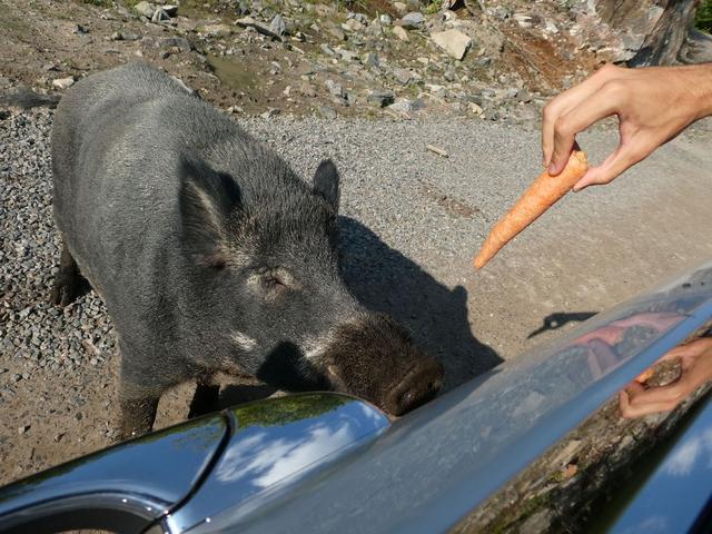 Sucrerie de la Montagne y Parc Omega - DOS SEMANAS EN EL ESTE DE CANADÁ (ONTARIO Y QUÉBEC) (19)