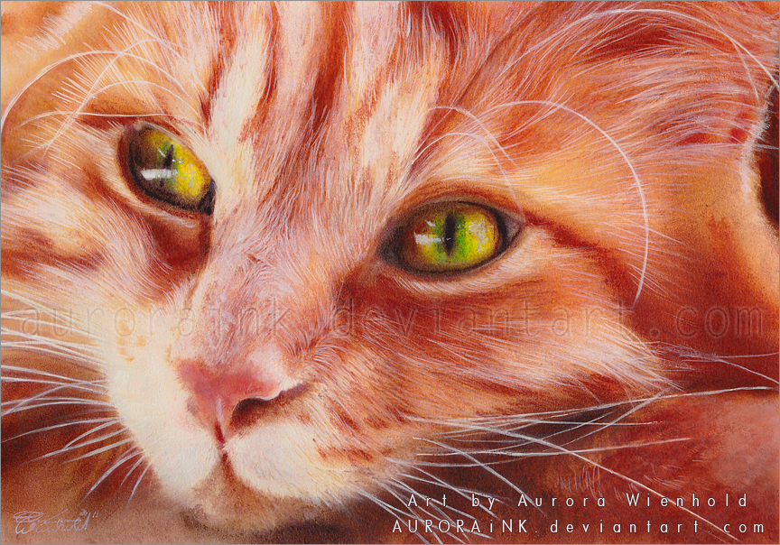 50-through-the-eyes-of-a-cat-by-auroraink-d55z0xh