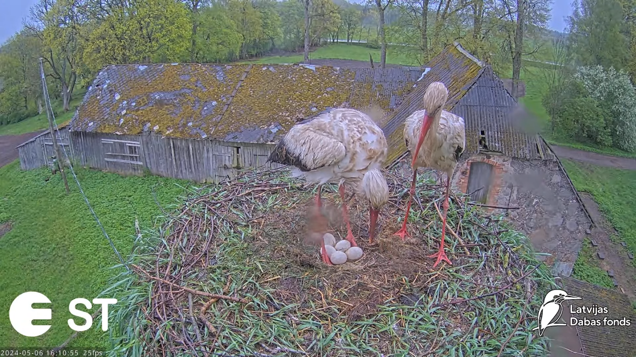 Baltie stārķi (Ciconia ciconia) Tukuma novadā - LDF tiešraide __ White storks in Tukums, Latvia 15-2