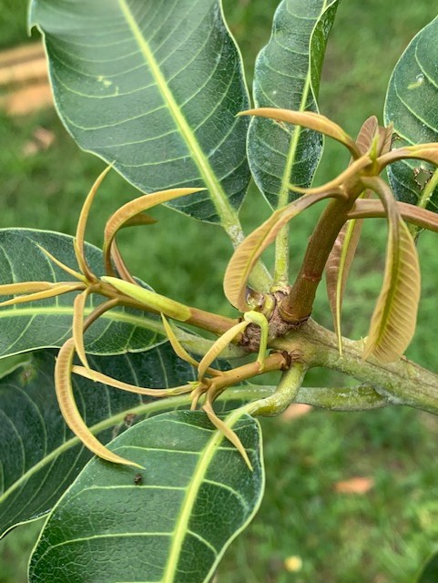mango7