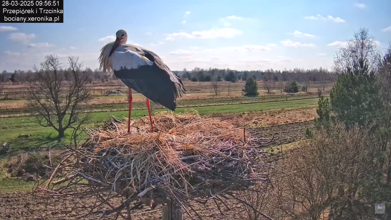 bociany28032025_28