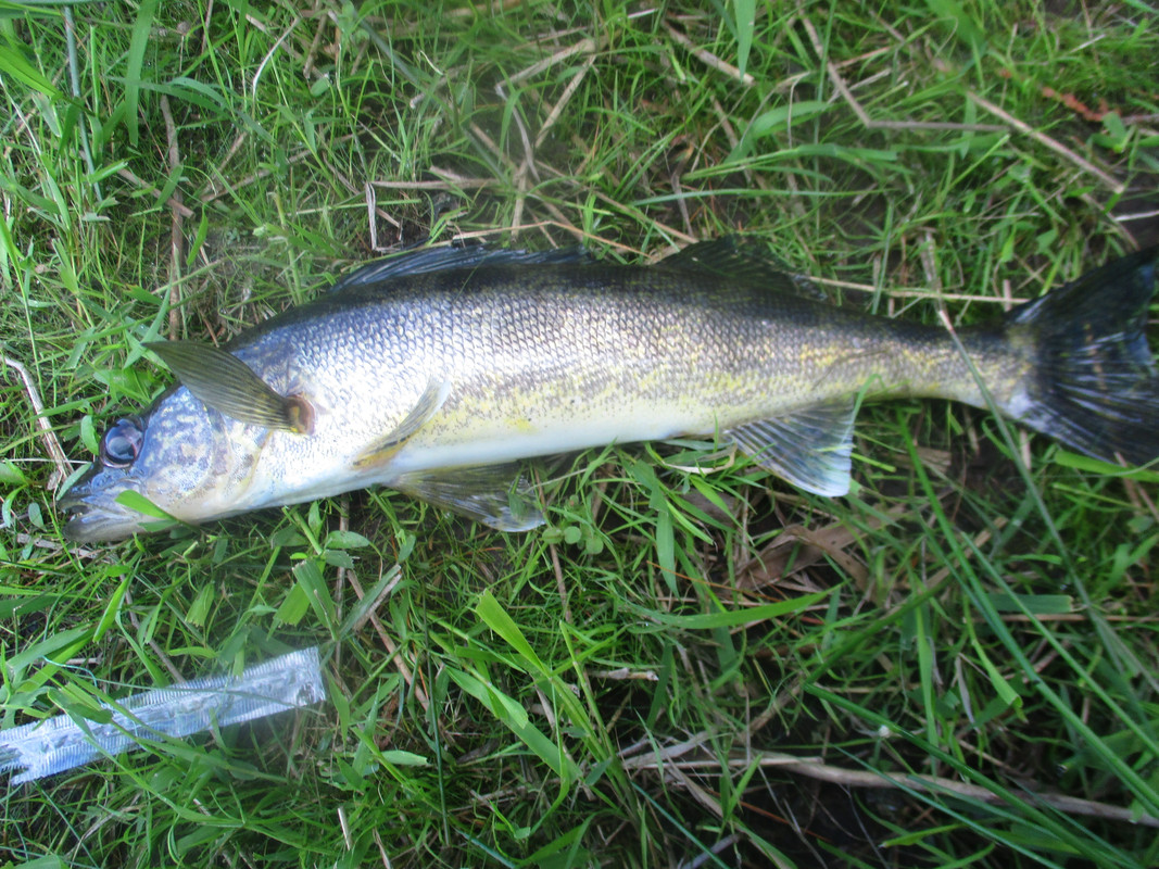 saranac river eyes and perch 005