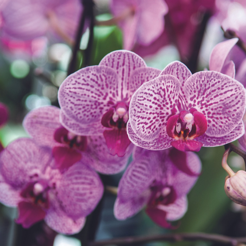 Orchidée - Ingrédients Cosmétiques Naturels du Maroc