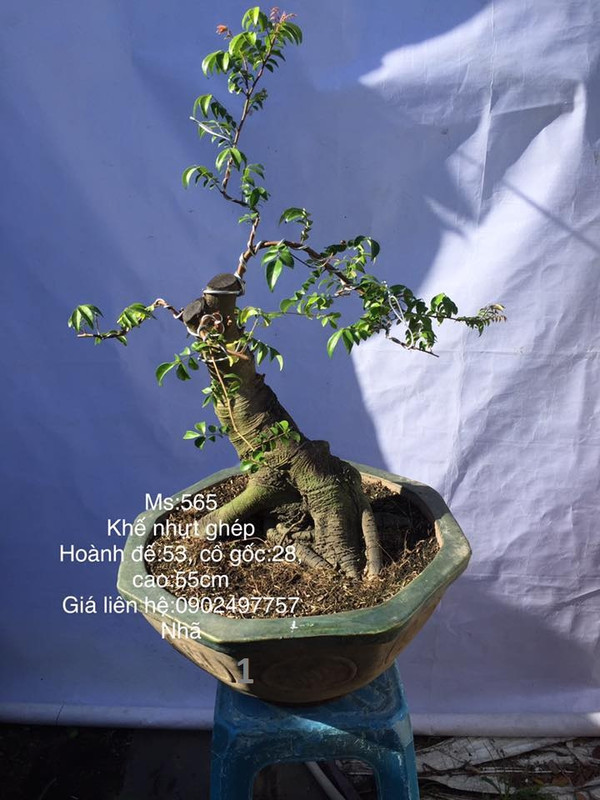 38412143_261922814637052_1980425126881001472_n