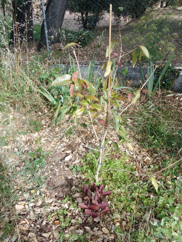 DSC_0309_resized_20190614_101642035