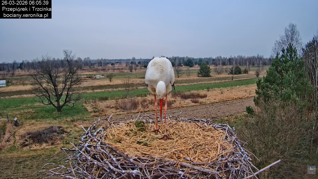 26032026bociany 8