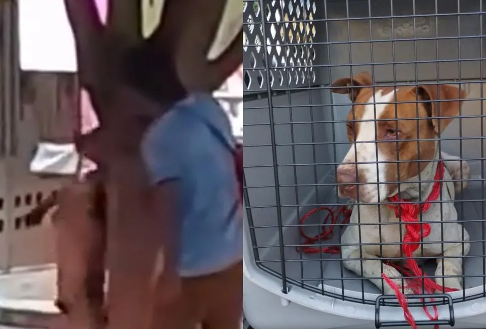 Vinculan a proceso a sujeto que colgó de un árbol a su perro