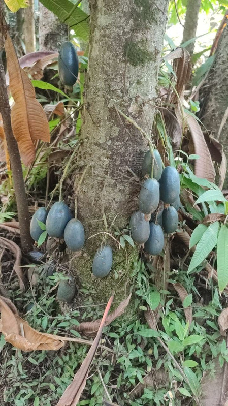 Barringtonia papuana