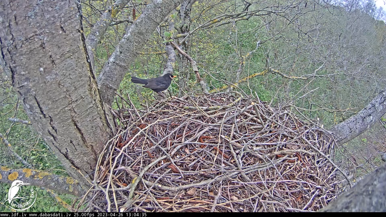 Vistu vanags (Accipiter gentilis) Rīgā - LDF tiešraide __ Goshawks, Riga, Latvia 10-56-35 screenshot