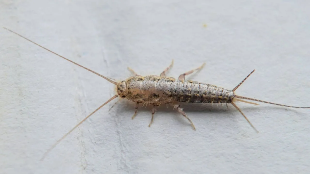 ¿Hay pececillos de plata en tu casa? Dile adiós a estos insectos con este truco