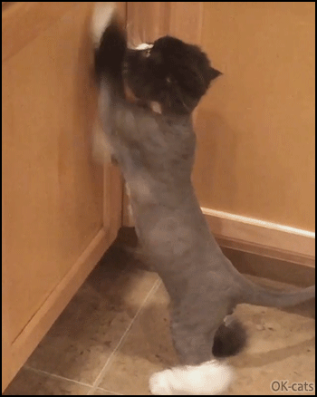 Weird-Cat-GIF-Funny-Persian-cat-with-lion-haircut-Hurry-up-with-my-dinner-I-m-very-hungry.gif