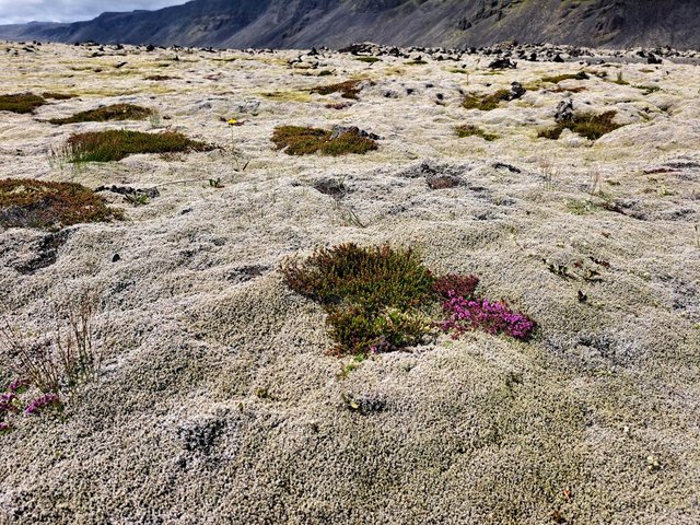 21 DIAS EN NUESTRO SEGUNDO VIAJE A LA TIERRA DEL HIELO Y FUEGO (en construccion) - Blogs de Islandia - 27/06/2025 Terminanos con la peninsula de Reykjanes (9)
