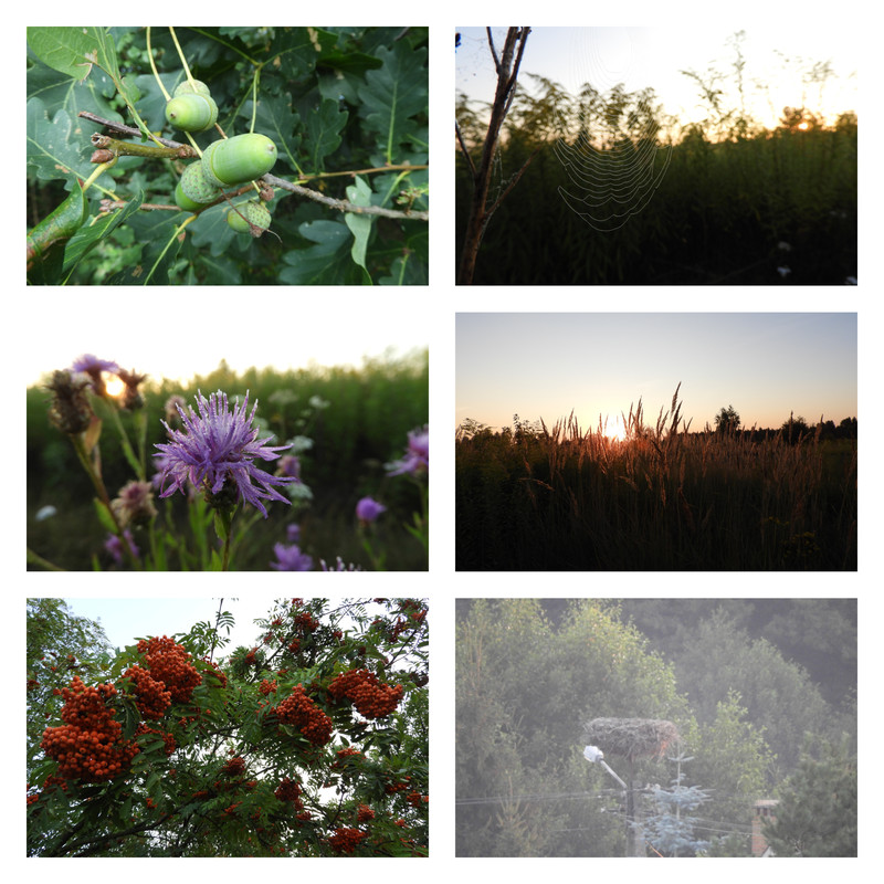 absolutnybrakbociana