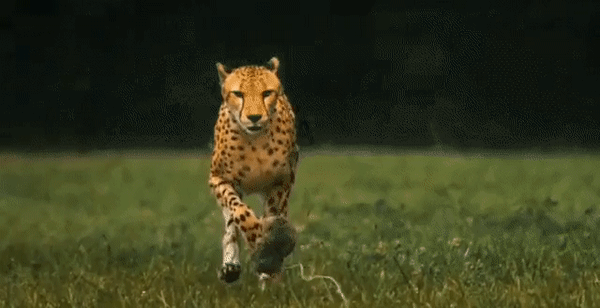 GIFs-29