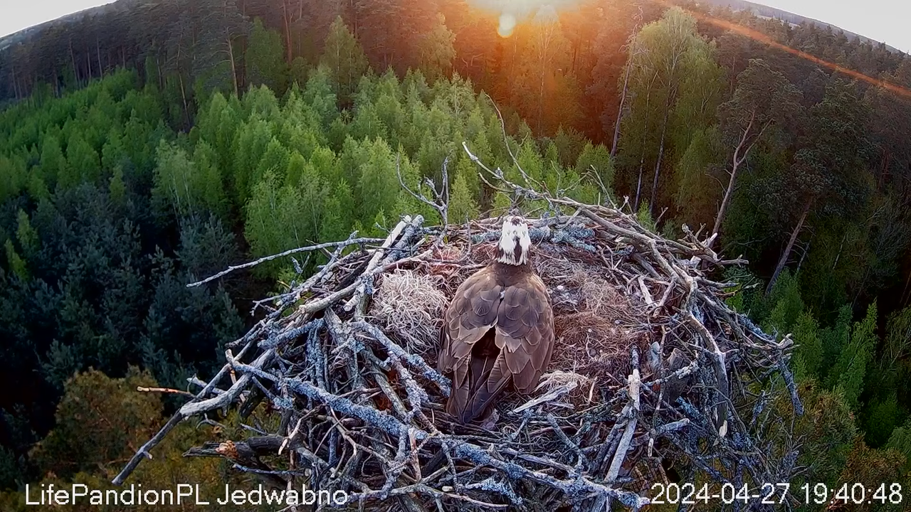 Zivjērgļi tiešsaistē Napiwodzko-Ramucka mežā 13-12-10 screenshot