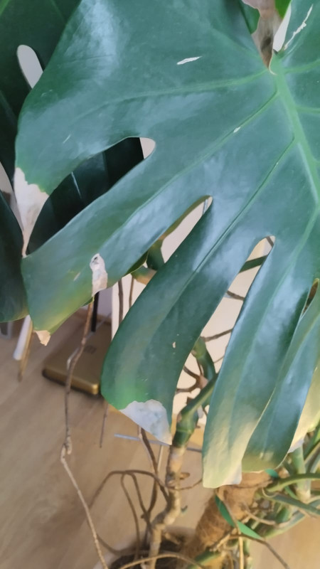 Zdjęcie WhatsApp 2025-04-23 o 16.02.26_61ec719a