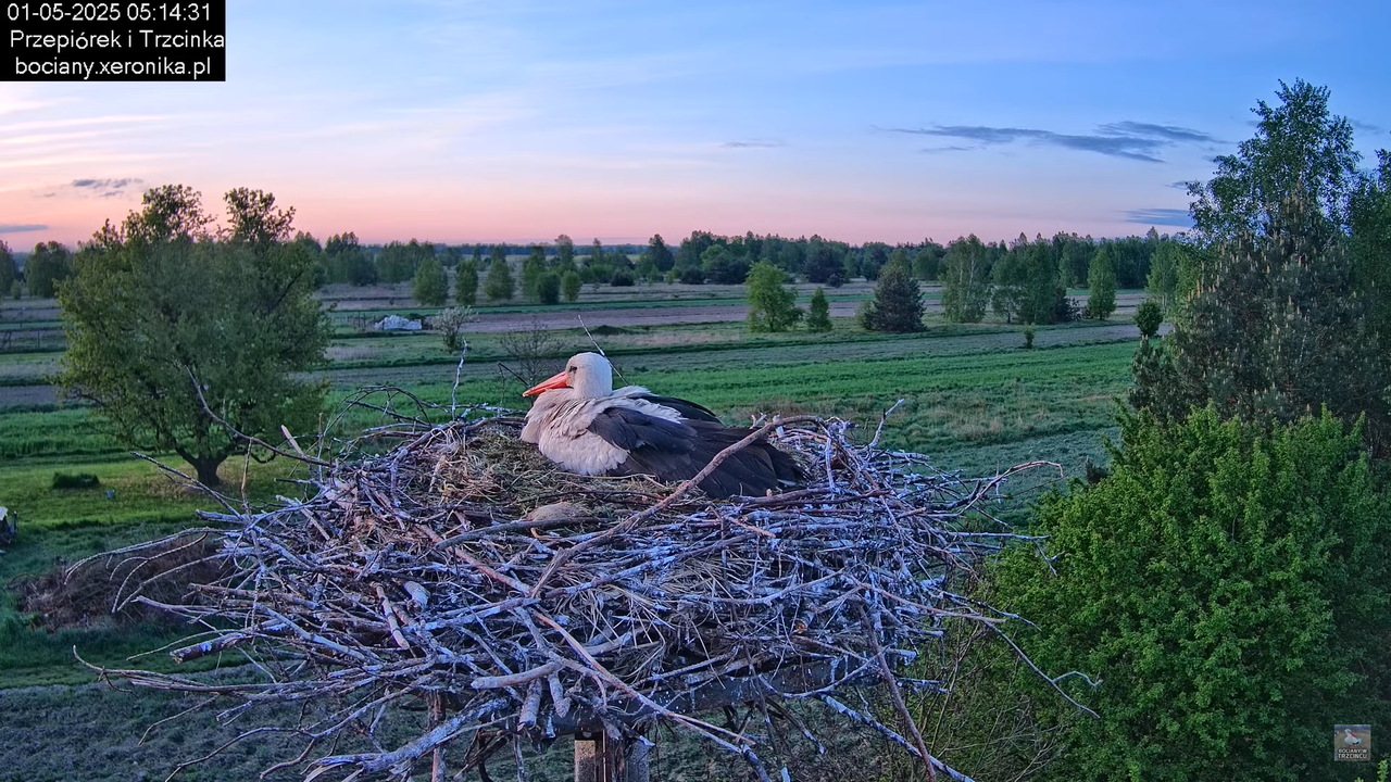 01052025bociany1