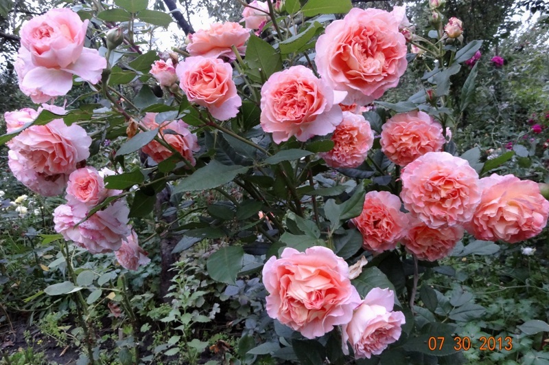 DSC02937