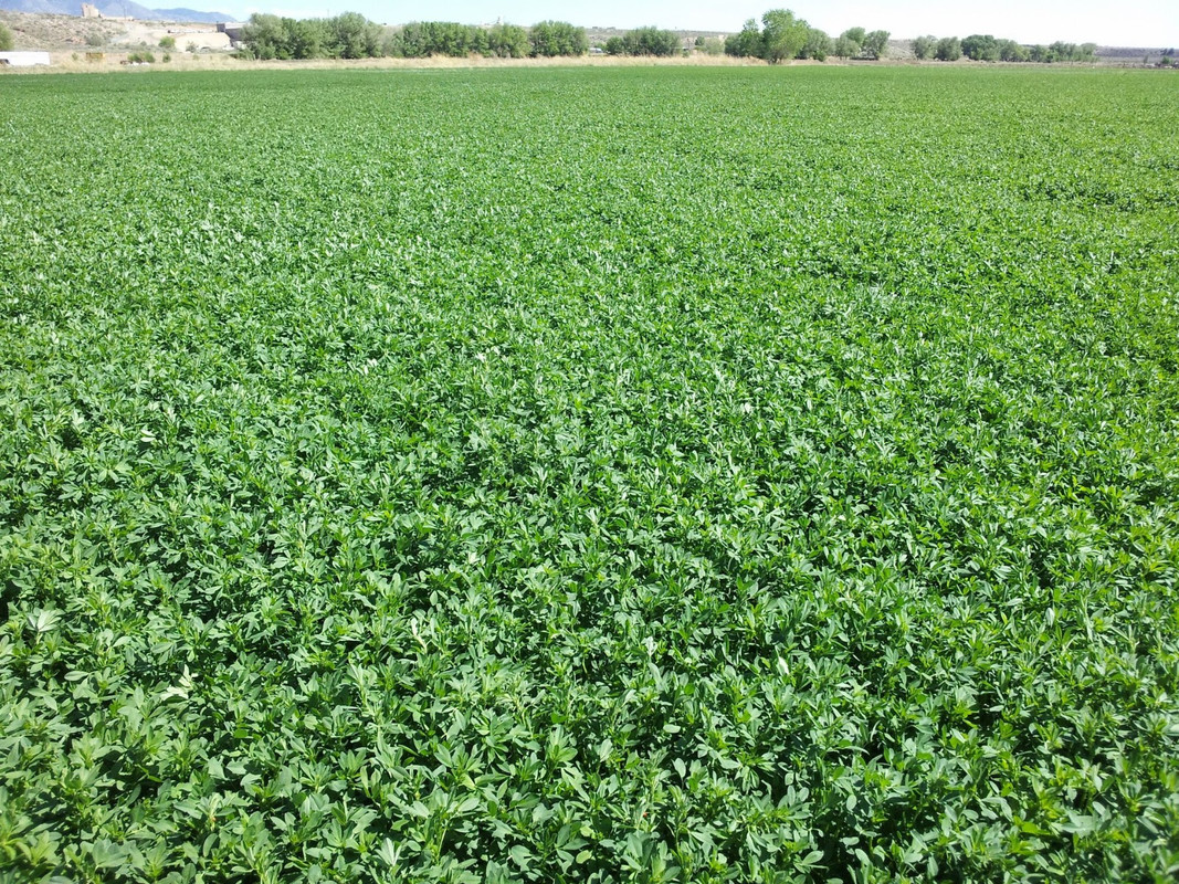 Alfalfa