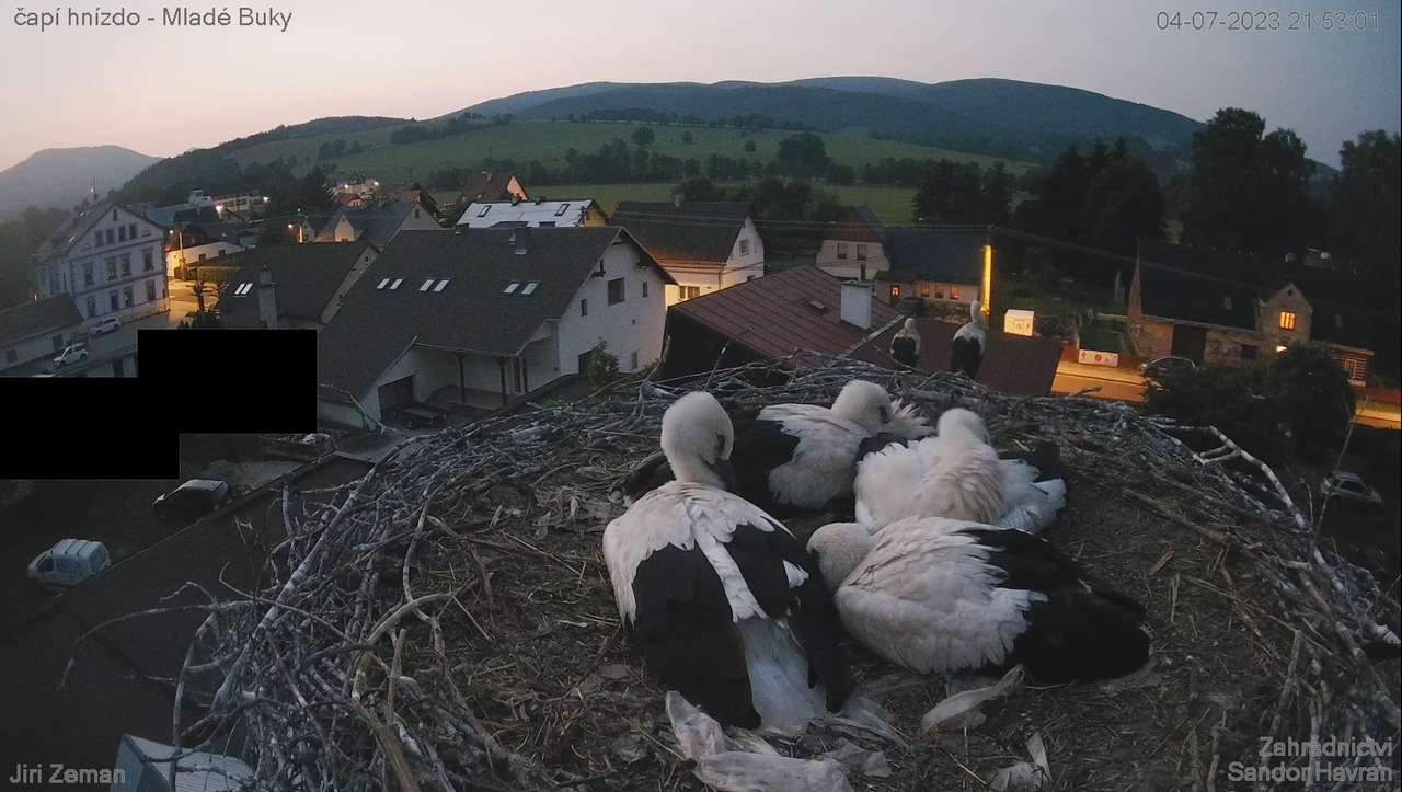 Živá kamera - Mladé Buky - čapí hnízdo 8-54-16 screenshot