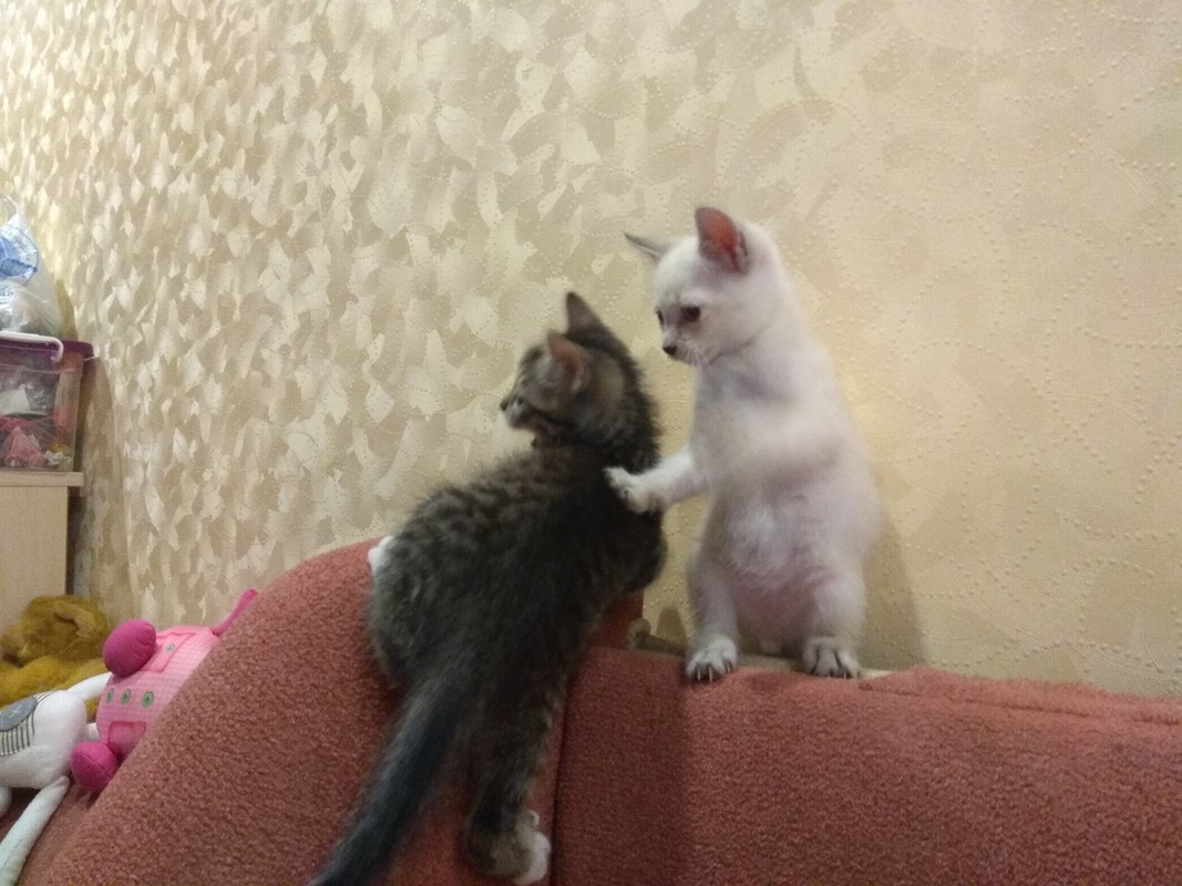 ШкетШпингалет2